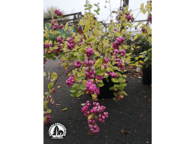 Symphoricarpos × doorenbosii   'Magic Berry'